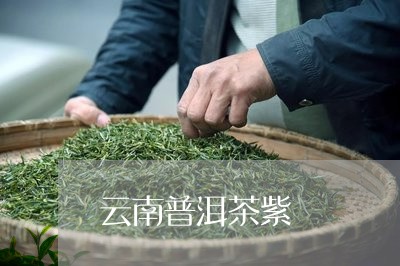 云南普洱茶紫/2023042764336