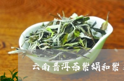 云南普洱茶紫娟和紫芽/2023092729472