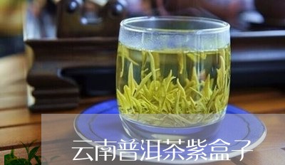 云南普洱茶紫盒子/2023101611826