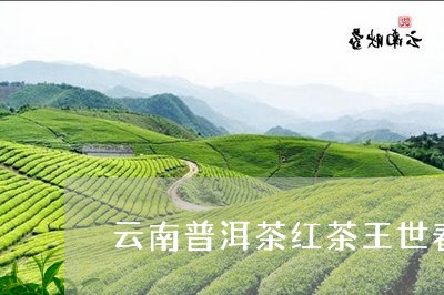 云南普洱茶红茶王世春/2023062056150