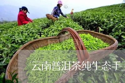 云南普洱茶纯生态手工茶/2023110330514