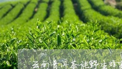 云南普洱茶纯野生蜂蜜/2023080372716