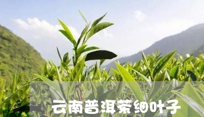 云南普洱茶细叶子/2023082840694