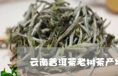 云南普洱茶老树茶产地/2023062836159