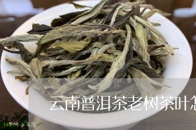 云南普洱茶老树茶叶怎么泡/2023082567582