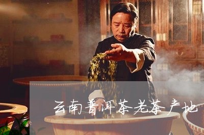 云南普洱茶老茶产地/2023120541714