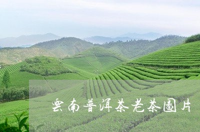 云南普洱茶老茶图片/2023091442615