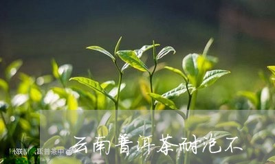 云南普洱茶耐泡不/2023082889483