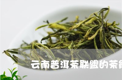 云南普洱茶联盟的茶能买吗/2023110225147