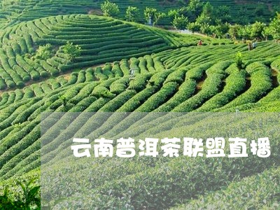 云南普洱茶联盟直播/2023110325937