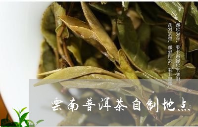 云南普洱茶自制地点/2023120574037