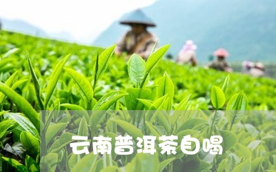 云南普洱茶自喝/2023112592614