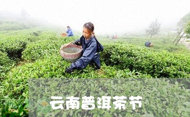 云南普洱茶节/2023042951534