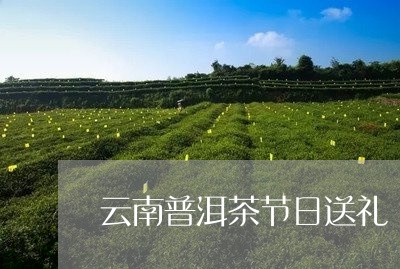 云南普洱茶节日送礼/2023082824924