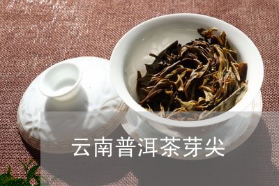 云南普洱茶芽尖/2023112638373