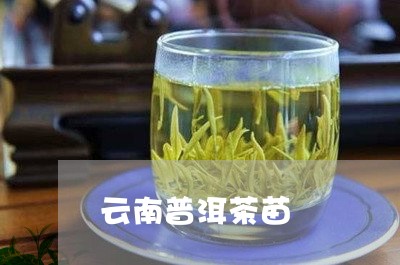 云南普洱茶苗/2023042628838