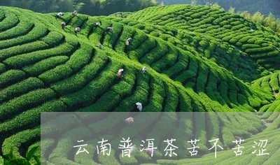 云南普洱茶苦不苦涩/2023091557373