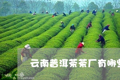 云南普洱茶茶厂有哪些/2023092596150