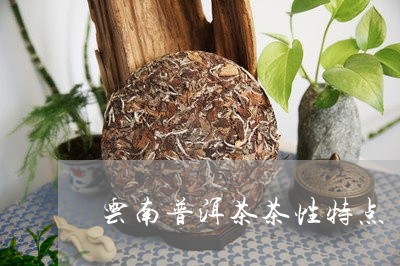 云南普洱茶茶性特点/2023042905025