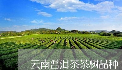 云南普洱茶茶树品种/2023042983948