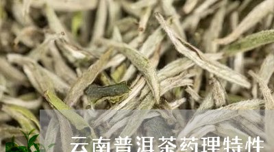 云南普洱茶药理特性/2023091442705