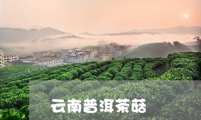 云南普洱茶菇/2023042736646