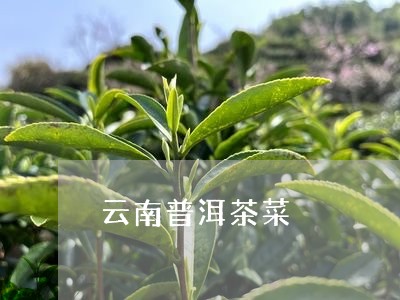 云南普洱茶菜/2023042623684