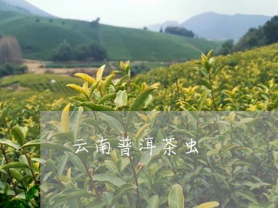 云南普洱茶虫/2023042687396