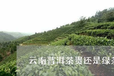 云南普洱茶贵还是绿茶/2023100649492