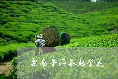 云南普洱茶起金花/2023110936061