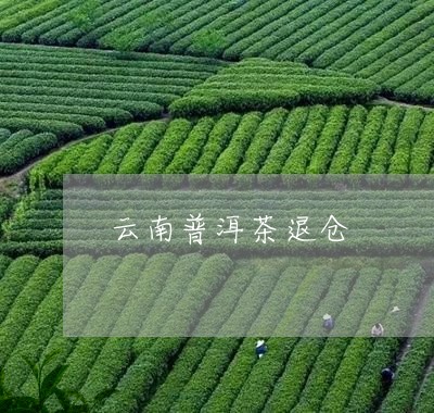 云南普洱茶退仓/2023081828583