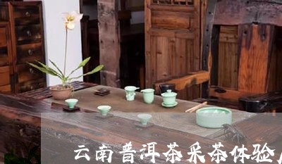 云南普洱茶采茶体验店/2023062421584