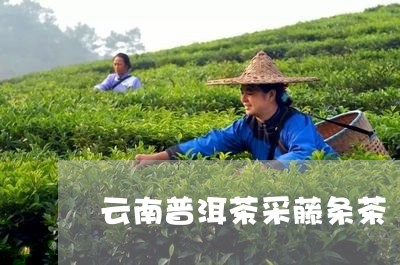 云南普洱茶采藤条茶/2023070915047