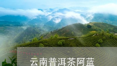 云南普洱茶阿蓝/2023081840724