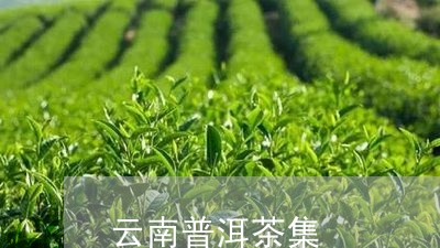 云南普洱茶集/2023042638838