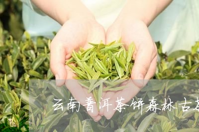 云南普洱茶饼森林古茶/2023100805070