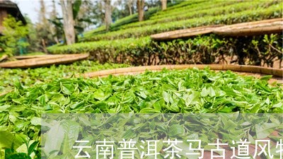 云南普洱茶马古道风物志/2023112820392