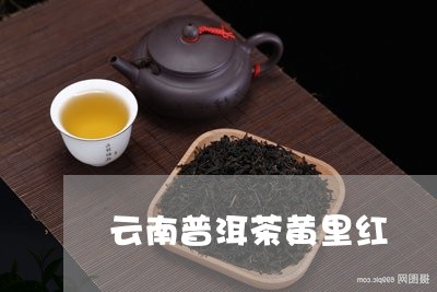 云南普洱茶黄里红/2023120436268