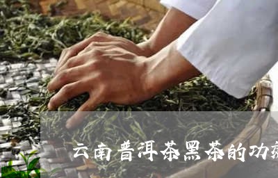 云南普洱茶黑茶的功效/2023100807380