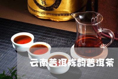 云南普洱陈韵普洱茶/2023091456359