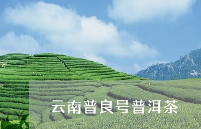 云南普良号普洱茶/2023120471592