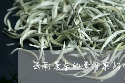 云南景东的普洱茶好吗/2023100695371