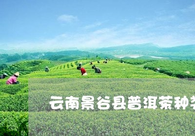 云南景谷县普洱茶种类/2023080274128