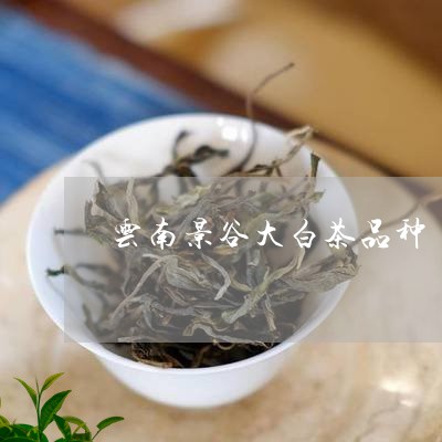 云南景谷大白茶品种/2023121620484