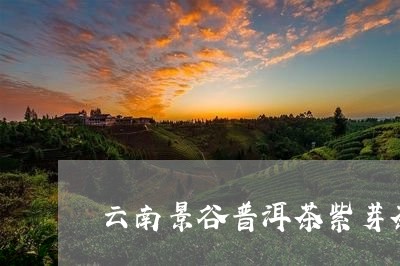 云南景谷普洱茶紫芽茶/2023080309383