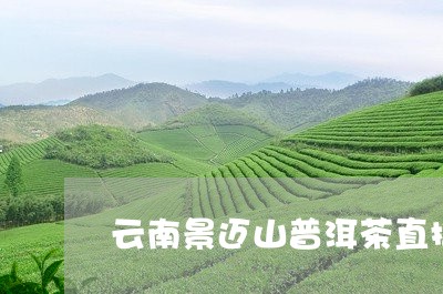 云南景迈山普洱茶直播/2023092972503