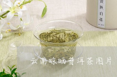 云南晾晒普洱茶图片/2023120563950