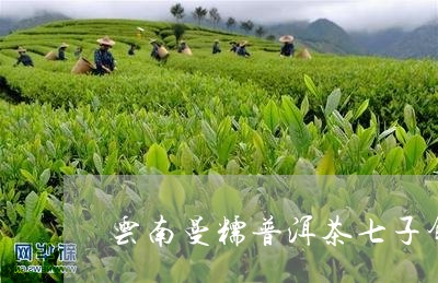 云南曼糯普洱茶七子饼/2023081602603