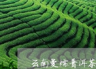 云南曼糯普洱茶七子饼/2023101778059