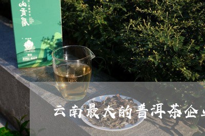 云南最大的普洱茶企业/2023100658503